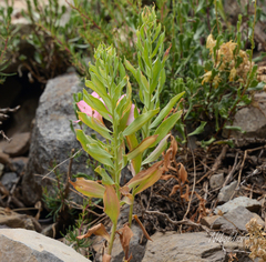 Alstroemeria exserens