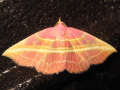 Naganoella timandra