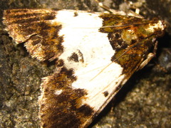 Teliphasa albifusa