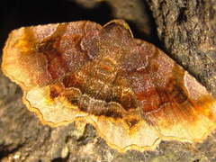 Pangrapta disruptalis