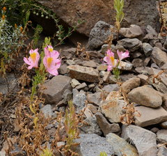 Alstroemeria exserens