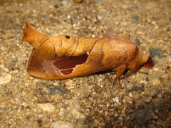 Paralebeda plagifera