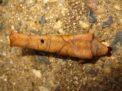 Paralebeda plagifera