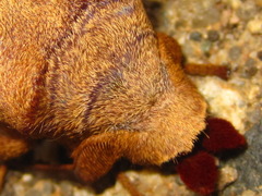 Paralebeda plagifera