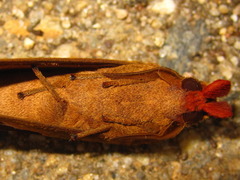 Paralebeda plagifera