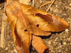 Paralebeda plagifera