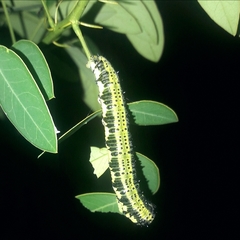 Phoebis philea philea