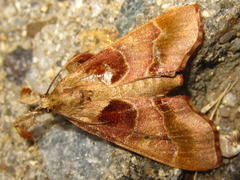 Sacada approximans