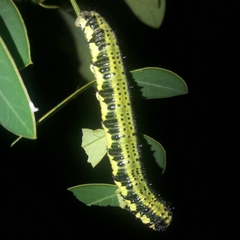 Phoebis philea philea