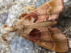 Sacada approximans