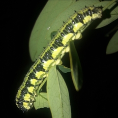 Phoebis philea philea