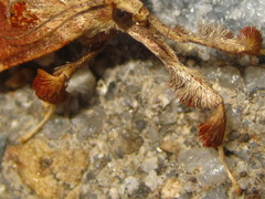 Sacada approximans