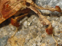Sacada approximans