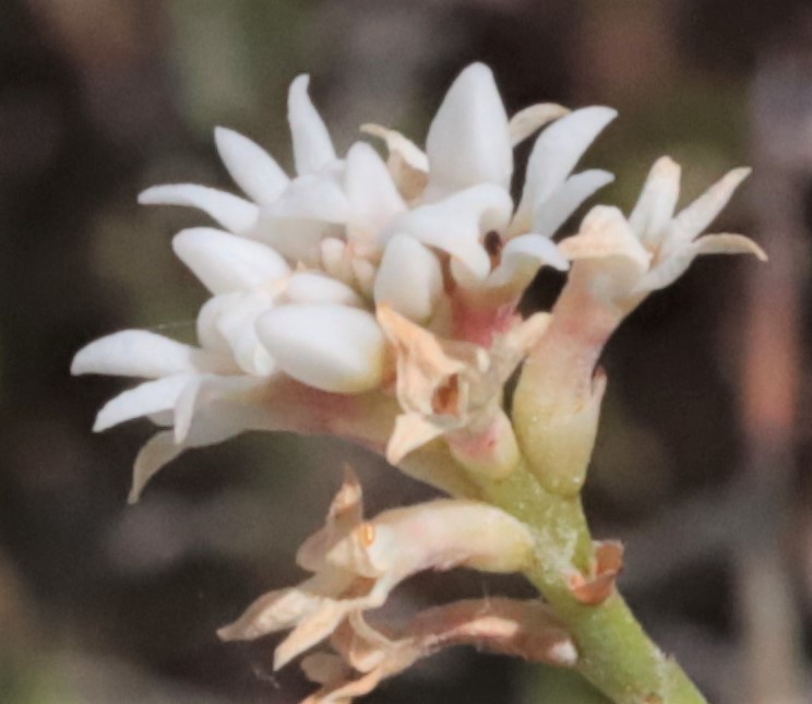 Conospermum leianthum