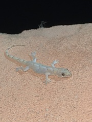Hemidactylus mabouia