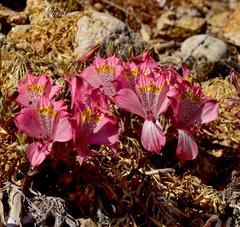 Alstroemeria hookeri