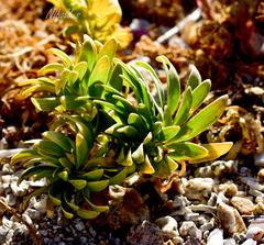 Alstroemeria hookeri