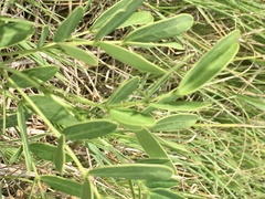 Senna corymbosa