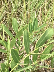 Senna corymbosa