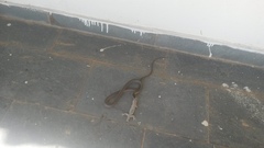 Philodryas nattereri