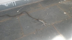 Philodryas nattereri