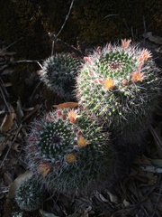 Mammillaria karwinskiana karwinskiana