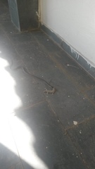 Philodryas nattereri