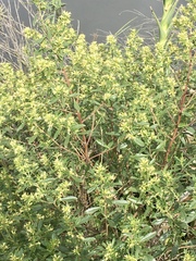 Baccharis microdonta