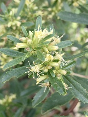 Baccharis microdonta