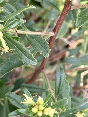 Baccharis microdonta