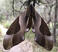 Coequosa triangularis