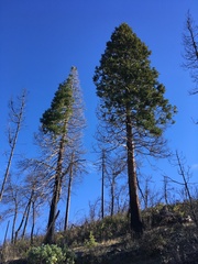 Calocedrus