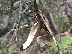 Coequosa triangularis