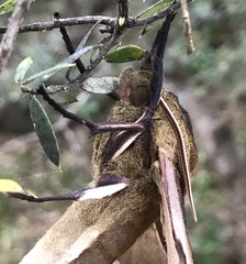 Coequosa triangularis
