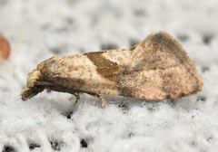 Cochylidia implicitana