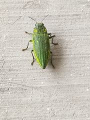Chrysodema