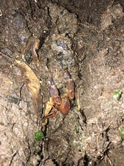 Engaeus cisternarius