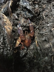 Engaeus cisternarius