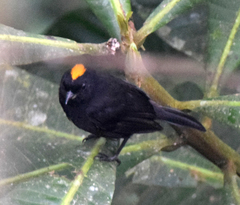 Tachyphonus delatrii