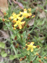 Hypericum brasiliense