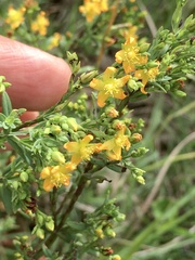 Hypericum brasiliense