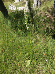 Platanthera dilatata leucostachys