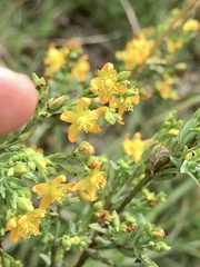 Hypericum brasiliense