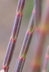 Allocasuarina humilis
