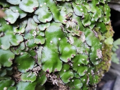 Plagiochasma crenulatum