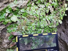 Plagiochasma crenulatum