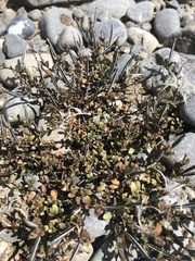 Epilobium microphyllum