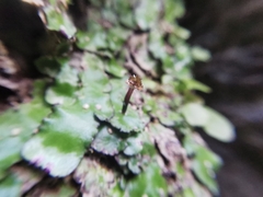 Plagiochasma crenulatum