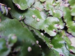 Plagiochasma crenulatum