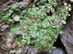 Plagiochasma crenulatum
